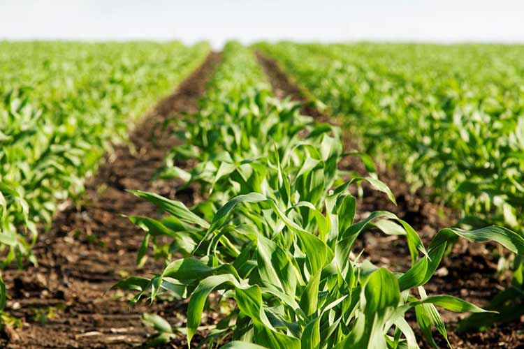 azoxystrobin-pesticide