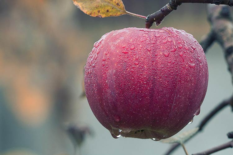 azoxystrobin-products