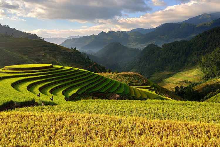 azoxystrobin-seed-treatment