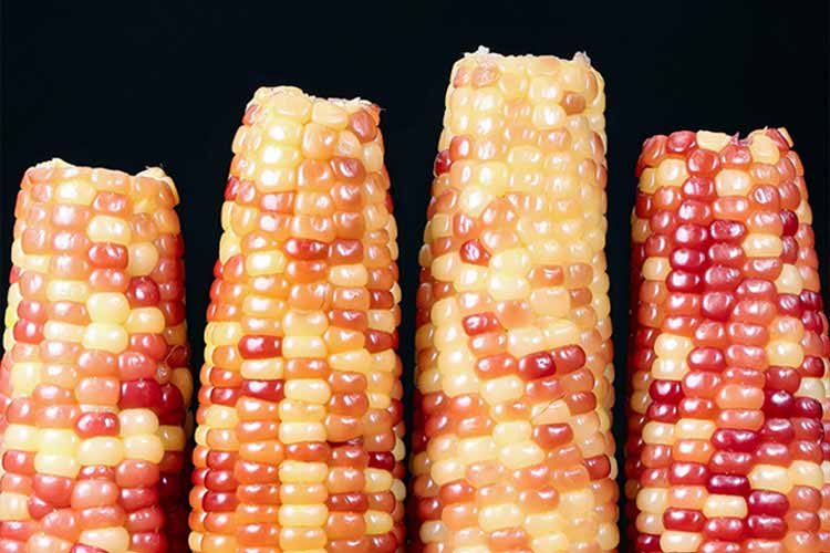 testing-for-pesticides-in-food