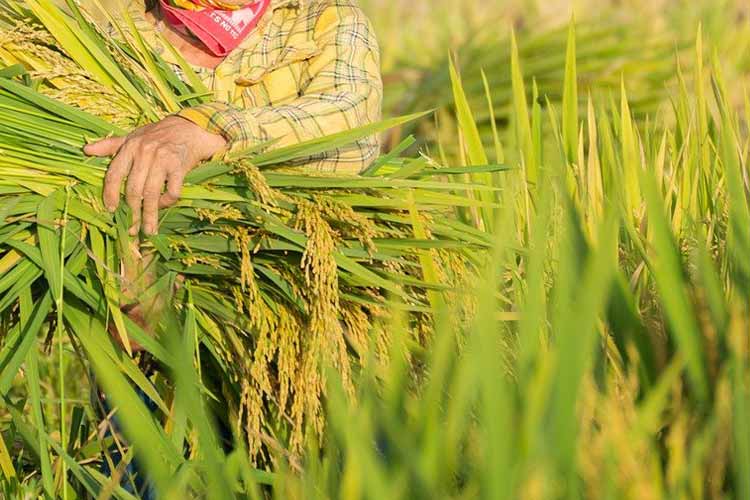 what-is-azoxystrobin